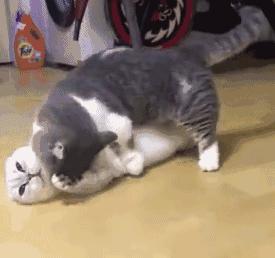 短腿猫是什么品种