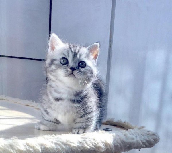 短腿猫是什么品种