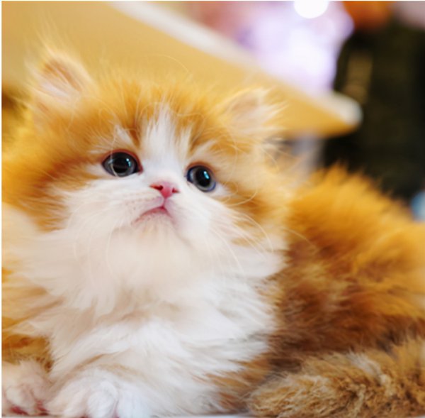 短腿猫是什么品种