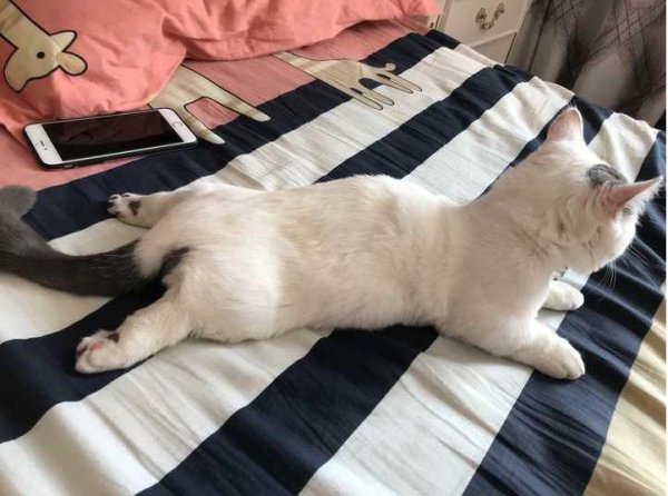 短腿猫是什么品种