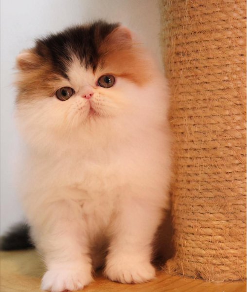 短腿猫是什么品种