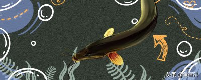 泥鳅的生活环境及特点 野生泥鳅生活在什么样的地方里