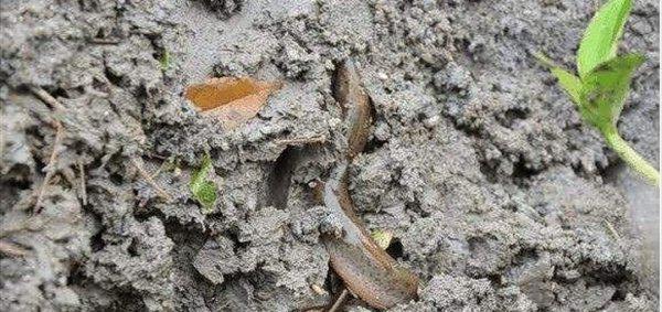 泥鳅的生活环境及特点