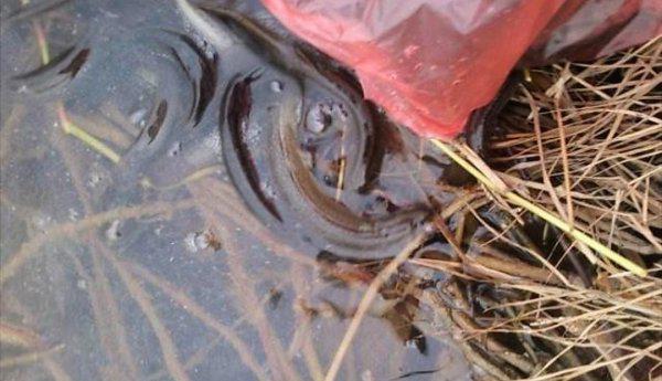 泥鳅的生活环境及特点