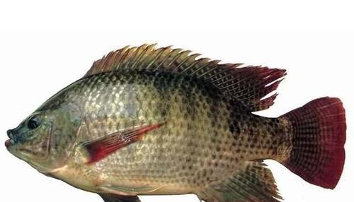 太阳鱼和罗非鱼的区别大不大