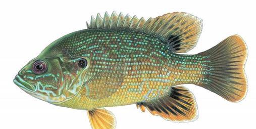 太阳鱼和罗非鱼的区别大不大