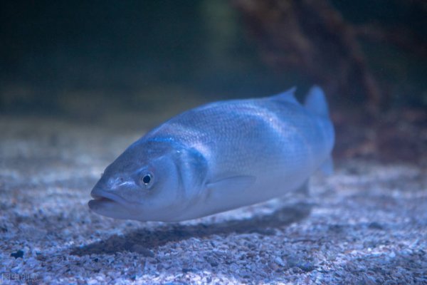 鲤鱼几月份开口好钓