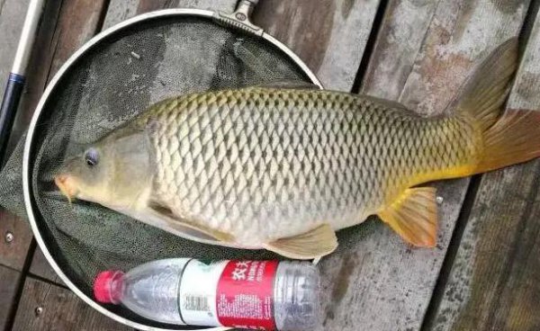 鲤鱼几月份开口好钓