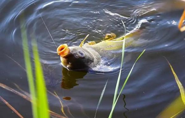 鲤鱼几月份开口好钓