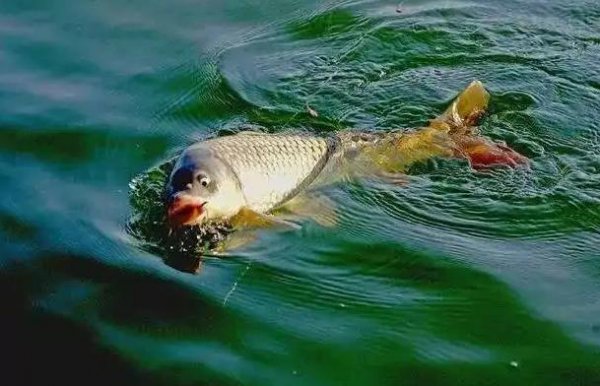 鲤鱼几月份开口好钓