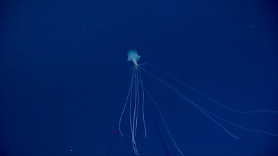 巨型鱿鱼在哪里被拍到过 海底深处的巨型鱿鱼罕见吗