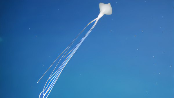 巨型鱿鱼在哪里被拍到过