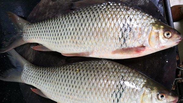 鲮鱼喜欢吃什么味型的饵料