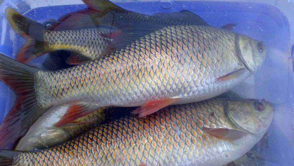 鲮鱼喜欢吃什么味型的饵料