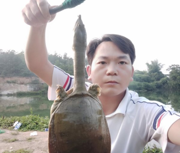 怎样钓甲鱼最有效