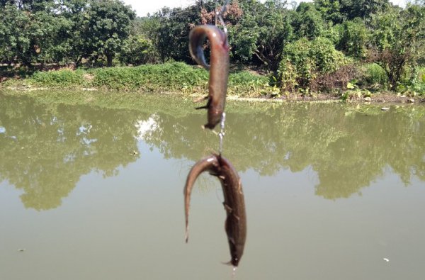 怎样钓甲鱼最有效