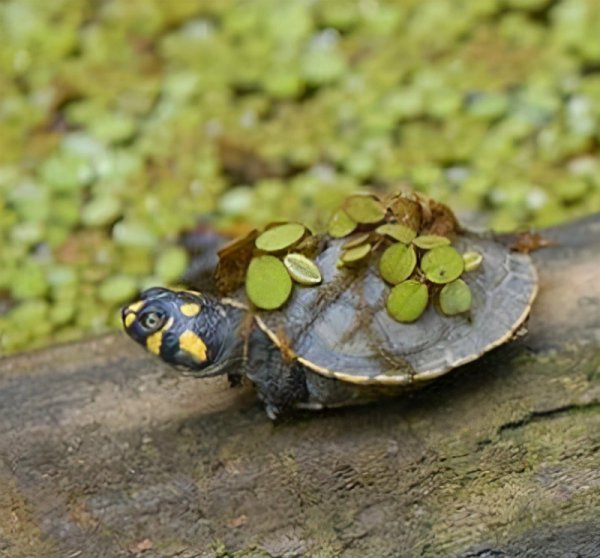 忍者神龟是什么龟