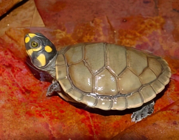 忍者神龟是什么龟