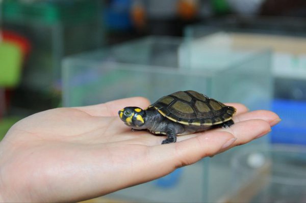 忍者神龟是什么龟