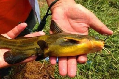 钓黄骨鱼最佳时间是什么时候 黄骨鱼生活在什么水域