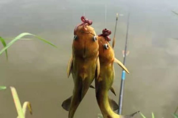 钓黄骨鱼最佳时间是什么时候