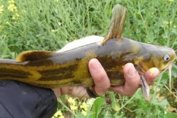 钓黄骨鱼最佳时间是什么时候