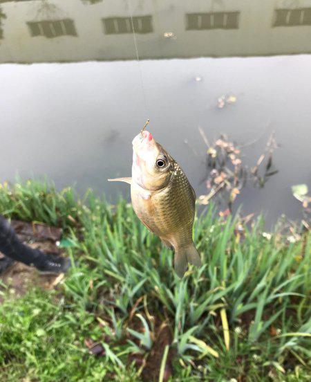 野钓用伊势尼还是伊豆