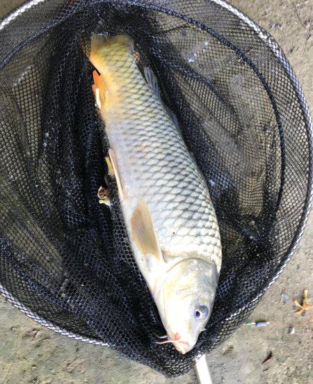 野钓用伊势尼还是伊豆