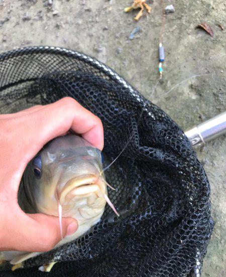 野钓用伊势尼还是伊豆