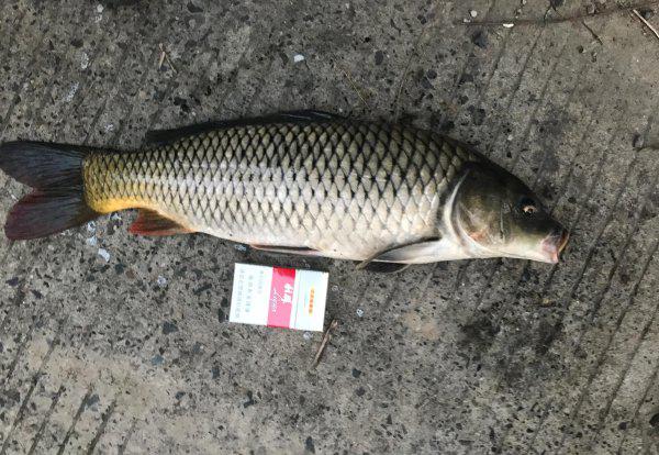 野钓用伊势尼还是伊豆