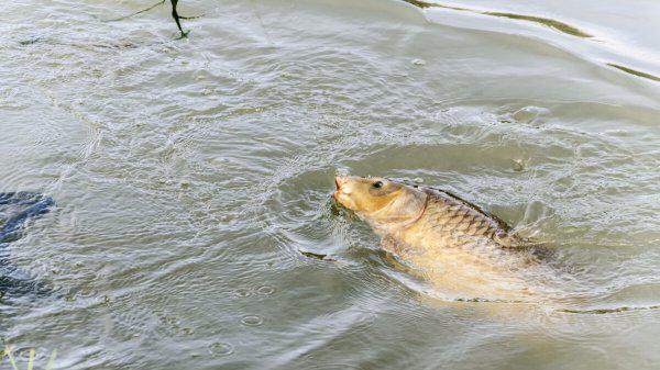 1.0主线能钓多大的鱼