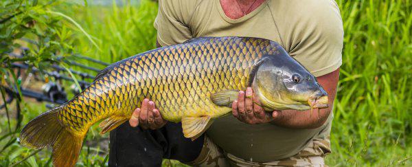 1.0主线能钓多大的鱼