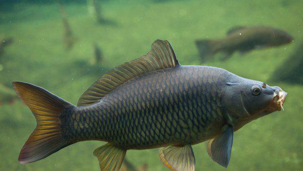 1.0主线能钓多大的鱼