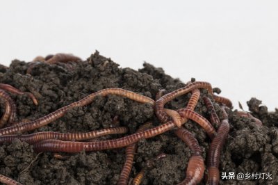 蚯蚓吃什么长得最快 怎么养殖蚯蚓生长繁殖快又高产
