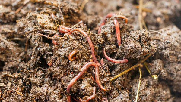 蚯蚓吃什么长得最快