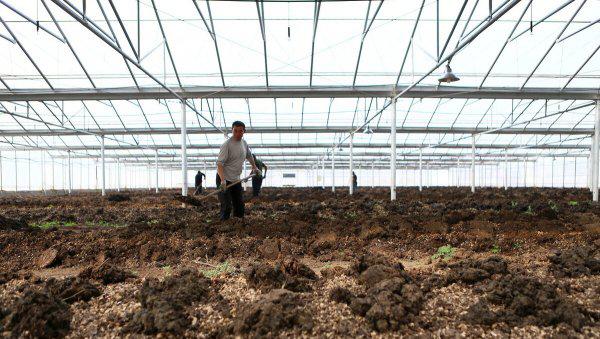 蚯蚓吃什么长得最快