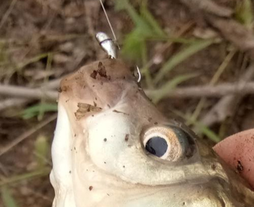 朝天钩的优缺点