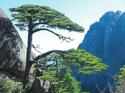 黄山的历史文化简介 世界文化与自然遗产黄山风景区介绍