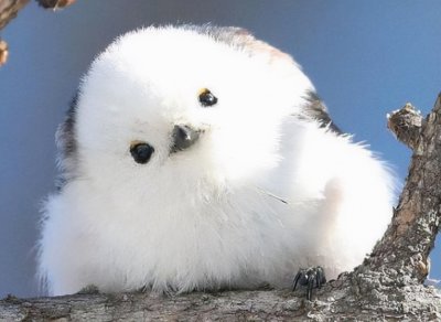 世界十大最萌动物排行榜 全球最可爱的小动物排名前十