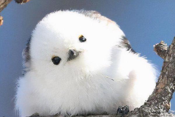 世界十大最萌动物排行榜