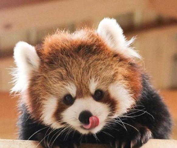 世界十大最萌动物排行榜