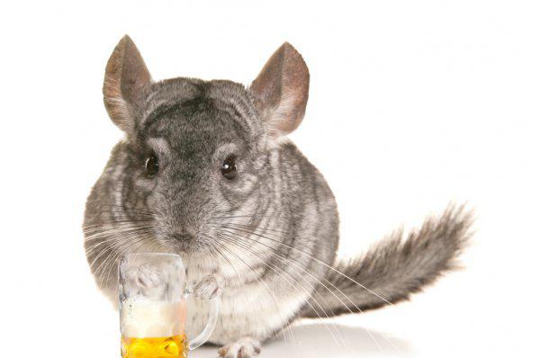 世界十大最萌动物排行榜