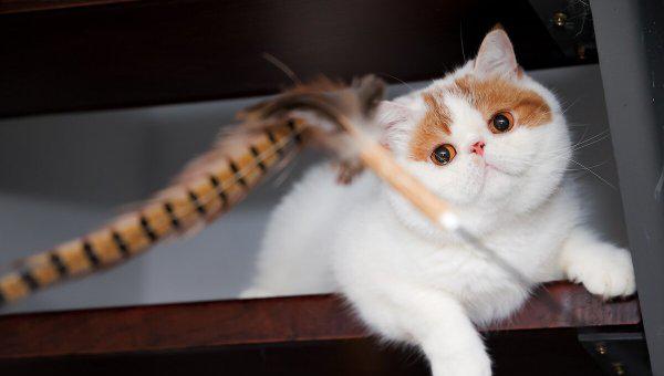 世界十大最萌动物排行榜