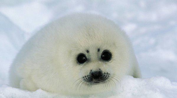 世界十大最萌动物排行榜