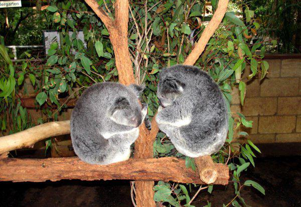 世界十大最萌动物排行榜