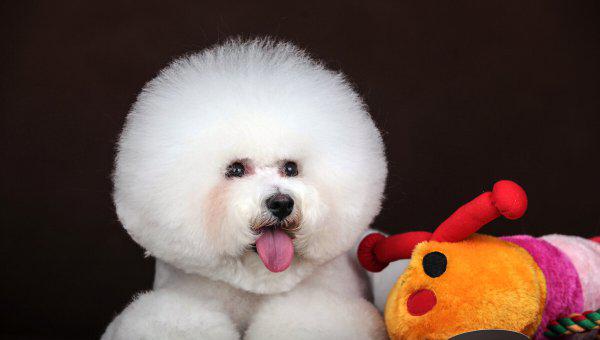 世界十大最萌动物排行榜