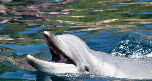 世界十大最萌动物排行榜