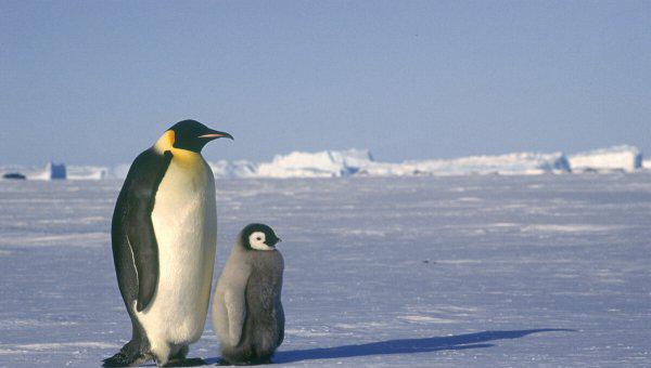 世界十大最萌动物排行榜