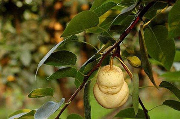 孙悟空偷吃人参果的故事