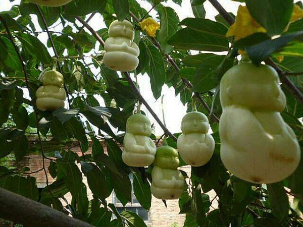 孙悟空偷吃人参果的故事